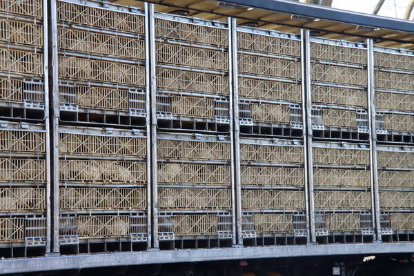 Chickens are waiting in cage for transport to be brought to the halal slaughterhouse in Zevenhuizen