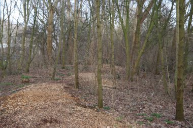 Hollanda 'daki Nieuwerkerk aan den Ijssel parkındaki ağaçların ve parçalanmış dalların yolları