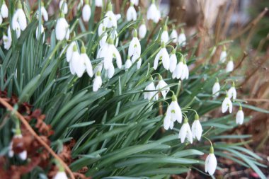 Hollanda 'daki Nieuwerkerk aan den Ijssel' de kışın sonunda parktaki beyaz kar damlaları