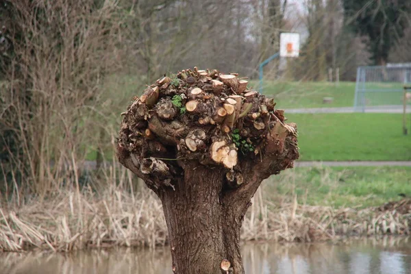 Short Lived Pollard Willows Road Nieuwerkerk Aan Den Ijssel Winter — Stock Photo, Image