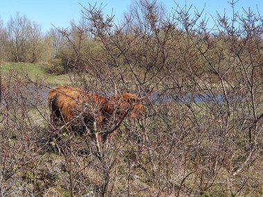 Büyük boynuzlu kızıl İskoç ineği Rozenburg 'un burnundaki kumullarda otluyor.