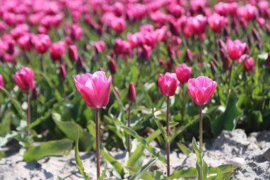 Hollanda 'nın Goeree-Overflakkee adasındaki çiçek tarlalarındaki mor laleler güneş ışığıyla aydınlanır.