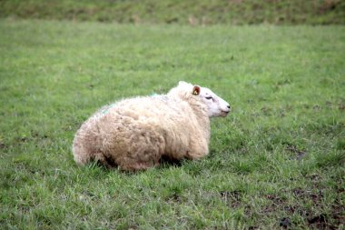Nieuwerkerk aan den IJssel Hollanda 'daki çayırda hamile bir koyun. 