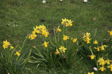 Hollanda 'daki Nieuwerkerk aan den IJssel' de bir parkta sarı ve beyaz nergisler.