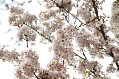 Hollanda 'daki Nieuwerkerk aan den IJssel parkındaki erik ağacının beyaz ve pembe çiçekleri.