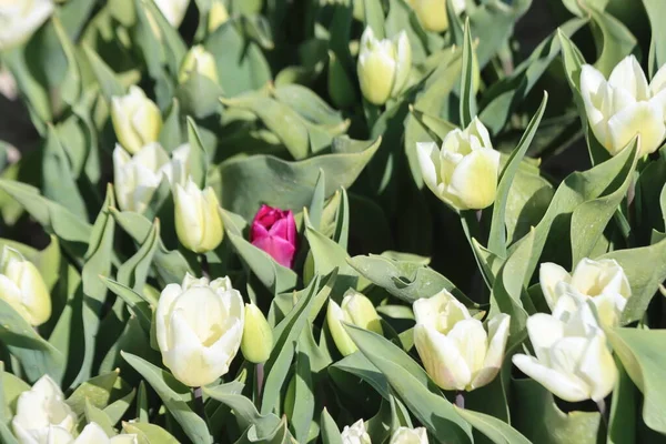 Des Tulipes Blanches Sur Des Champs Bulbes Fleurs Argile Sur — Photo