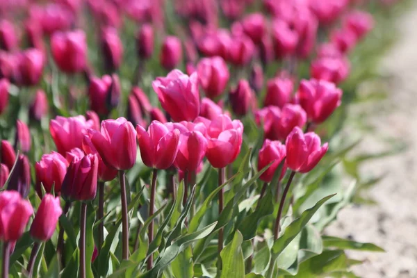 Des Tulipes Pourpres Sur Des Champs Bulbes Fleurs Argile Sur — Photo