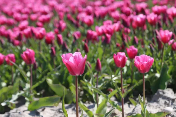 Tulipas Roxas Campos Bulbo Flor Barro Ilha Holandesa Goeree Overflakkee — Fotografia de Stock