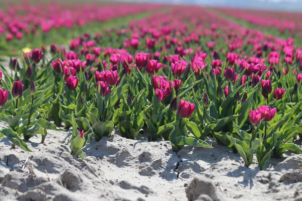 Purple tulips on clay flower bulb fields on the Dutch island of Goeree-Overflakkee illuminated by the sunlight