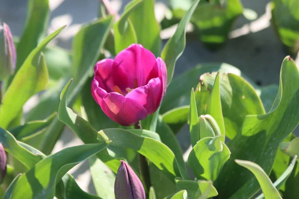 Purple tulips on clay flower bulb fields on the Dutch island of Goeree-Overflakkee illuminated by the sunlight