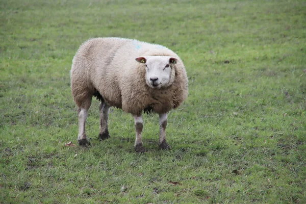 Pregnant Sheep Meadow Nieuwerkerk Aan Den Ijssel Netherlands — Stock Photo, Image