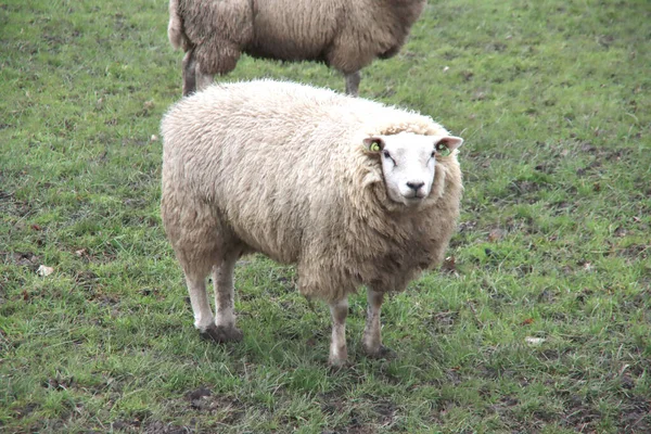Ciężarne Owce Łące Nieuwerkerk Aan Den Ijssel Holandii — Zdjęcie stockowe