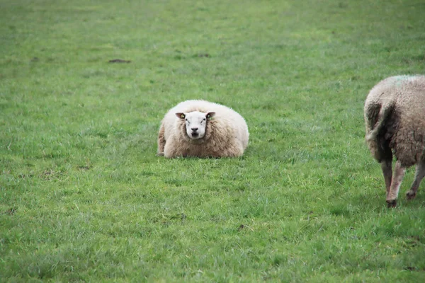 Pregnant Sheep Meadow Nieuwerkerk Aan Den Ijssel Netherlands — Stock Photo, Image