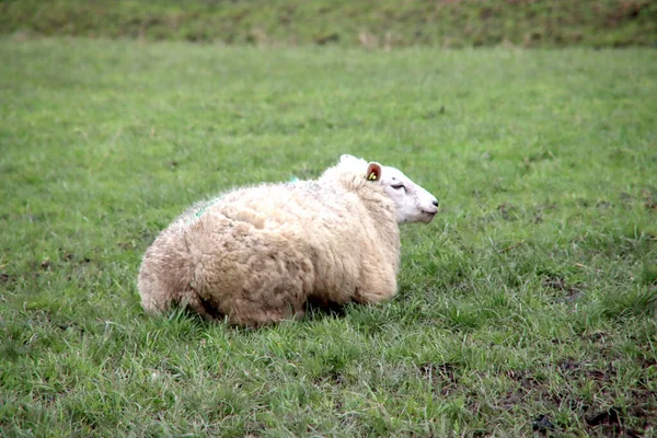 Zwangere Schapen Het Weiland Nieuwerkerk Aan Den Ijssel — Stockfoto