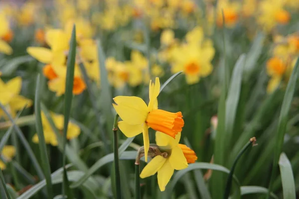 Narcisos Amarillos Blancos Naturaleza Parque Nieuwerkerk Aan Den Ijssel Los —  Fotos de Stock