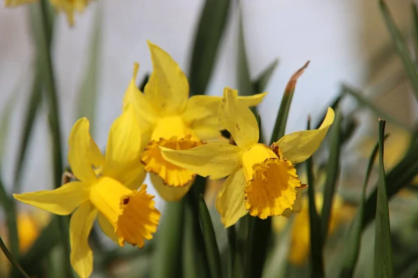 Yellow White Daffodils Wild Park Nieuwerkerk Aan Den Ijssel Netherlands — Stock Photo, Image