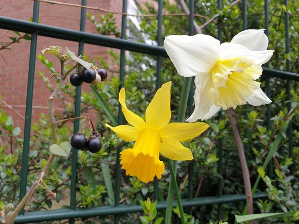 Narcisos Amarillos Blancos Naturaleza Parque Nieuwerkerk Aan Den Ijssel Los — Foto de Stock