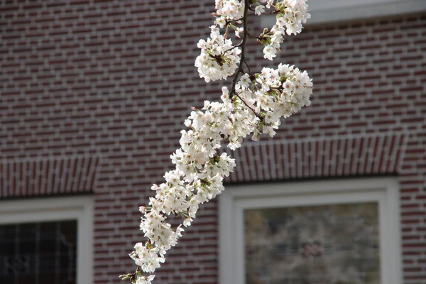 オランダのNieuwerkerk Aan Den Ijsselの公園にあるプルヌスの木の白とピンクの花 — ストック写真