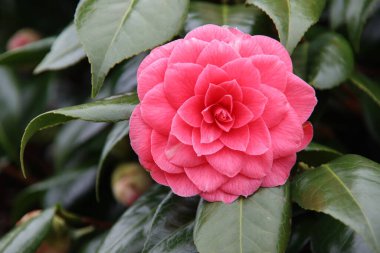 Baharda Hollanda 'daki Nieuwerkerk aan den Ijssel bahçesinde Rhododendron çalılarının pembe çiçekleri.