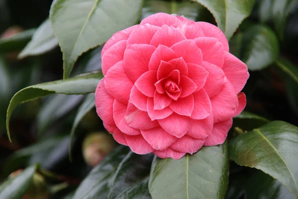 Flor Rosa Arbusto Rhododendron Durante Primavera Jardim Nieuwerkerk Aan Den — Fotografia de Stock