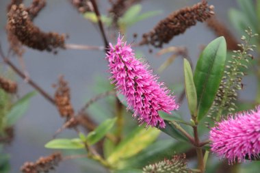 Flowers on the minor swartweed (persicaria minor) in Park Hitland in the Netherlands clipart