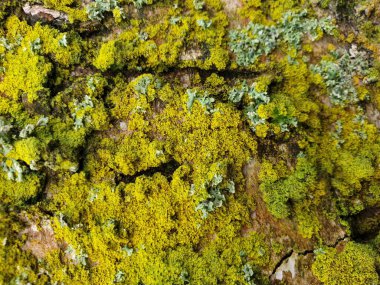 Capelle 'deki Schollenbos' ta bir ağacın kabuğunda çeşitli yosun renkleri