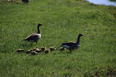 Genç kaz yavruları Krimpenerwaard 'da çayırlarda çiftçilere rahatsızlık veriyorlar.