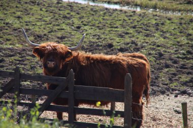 Hollanda, Arkel 'de bir otlakta güneş ışığıyla renklendirilmiş büyük boynuzlu İskoç sığırları.