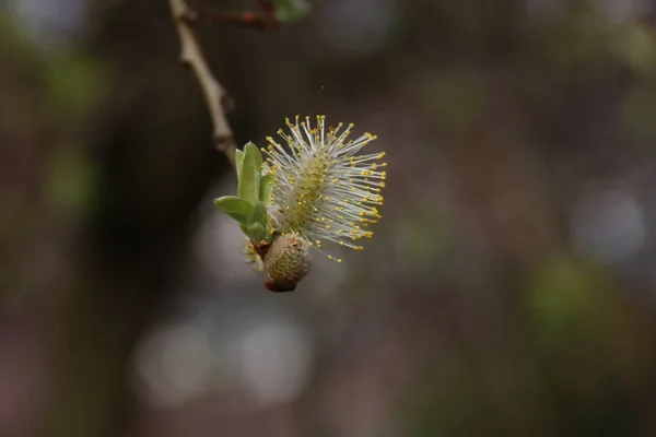 Floraison Saule Hybride Salix Humilis Dans Parc Public Nieuwerkerk Aan — Photo