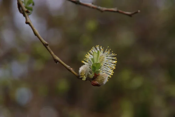 Floraison Saule Hybride Salix Humilis Dans Parc Public Nieuwerkerk Aan — Photo