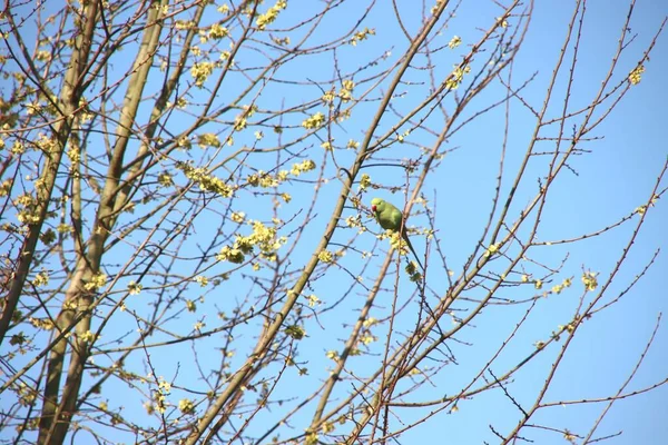Ring Necked Parakeet Tree Garden Manage Native Species Netherlands — Stock Photo, Image