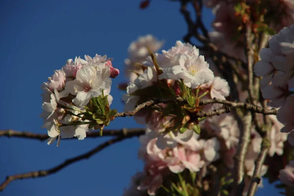 Pink Flower Blossom Prunus Tree Blue Sky Netherlands — Stock Photo, Image