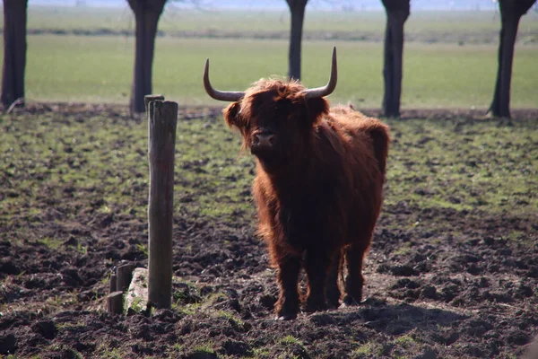 Highlanders Écossais Bovins Grande Corne Colorés Par Lumière Soleil Dans — Photo