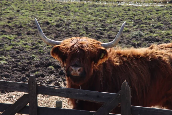 Scottish highlanders cattle with big horn colored by the sunlight in a pasture in Arkel in the Netherlands