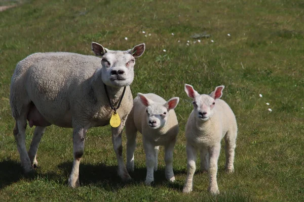 Nyfödda Lamm Gräset Längs Vallen Våren Nederländerna — Stockfoto