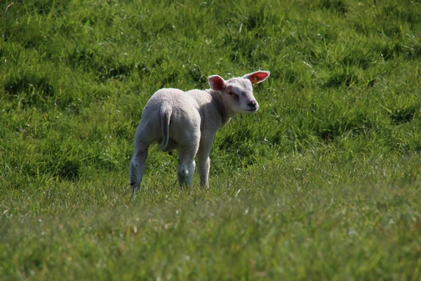Corderos Recién Nacidos Hierba Largo Del Dique Durante Primavera Los —  Fotos de Stock
