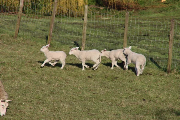 Newborn Lambs Grass Dike Spring Netherlands — Stock Photo, Image