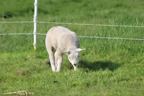 オランダの春の間の堤防に沿って草の中の新生児の子羊 — ストック写真