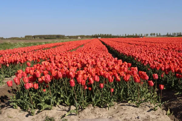 Pola Pełne Tulipanów Które Rosną Kolorowo Wyspie Goeree Overflakkee Wiosną — Zdjęcie stockowe