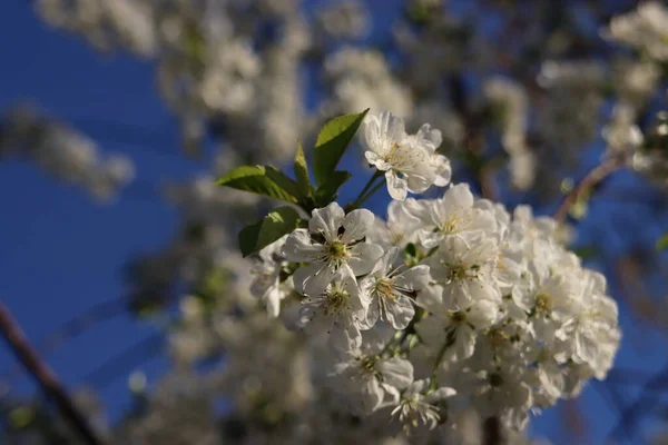 Bílé Třešňové Květy Modrou Oblohou Pozadí Sprinu — Stock fotografie