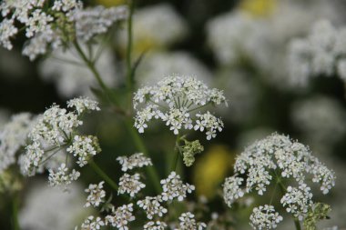 Hollanda 'daki yollar boyunca otlar büyüdükçe beyaz pipwort da büyüyor.