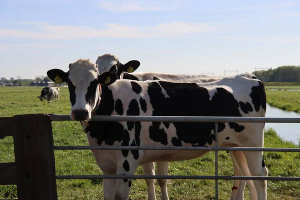 Curious cows stand by a fence in a meadow in the Zuidplaspolder near Moordrecht in the Netherlands