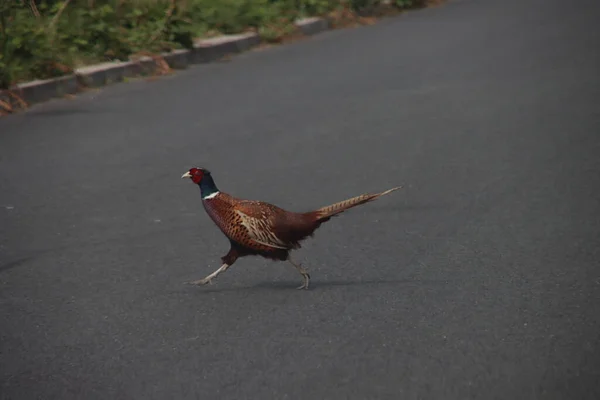 秋天的时候 一只雄性野鸡带着很大的噪音穿过马路 — 图库照片