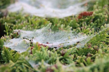 Gün doğumunda Nieuwerkerk aan den IJssel 'de çalılıklarda çiğ taneleriyle ıslanmış örümcek ağları.