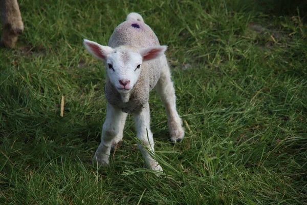 Nyfödda Lamm Som Rotar Gräset Med Sin Mamma Gård Bleiswijk — Stockfoto