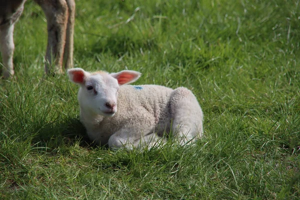 Nyfödda Lamm Som Rotar Gräset Med Sin Mamma Gård Bleiswijk — Stockfoto