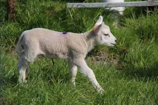 Nyfödda Lamm Som Rotar Gräset Med Sin Mamma Gård Bleiswijk — Stockfoto