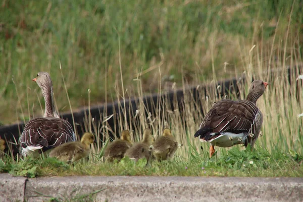 Yavrularıyla birlikte genç kazlar Hollanda 'nın Bleiswijk şehrinde karşıdan karşıya geçiyorlar.
