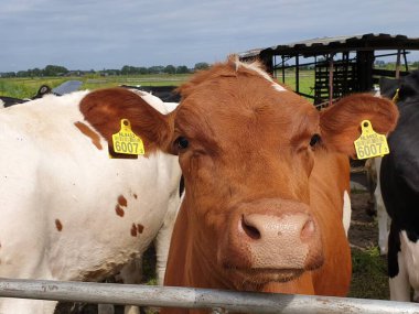Hollanda 'daki Moordrecht otlağında çitte kırmızı ve siyah beyaz inekler Frysian Holstein