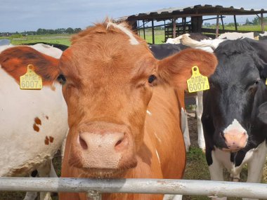 Hollanda 'daki Moordrecht otlağında çitte kırmızı ve siyah beyaz inekler Frysian Holstein